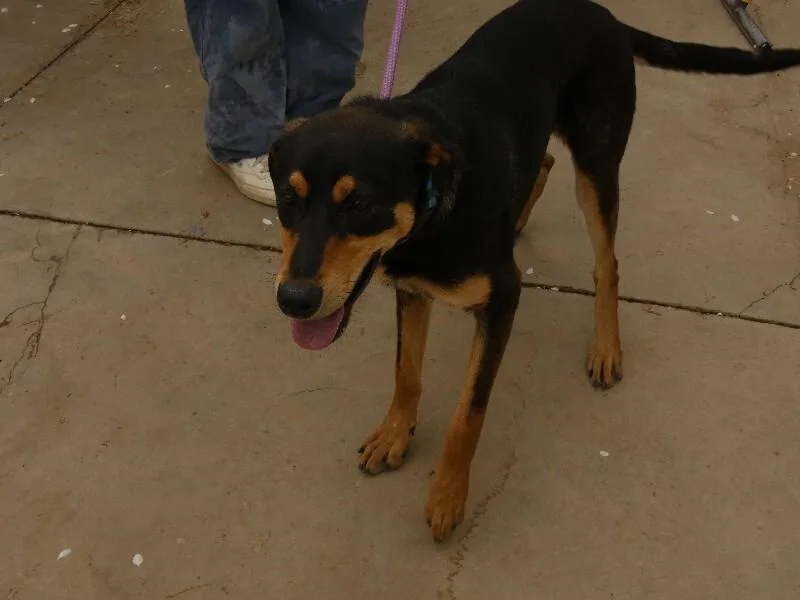 Chartreuse thumbnail 3