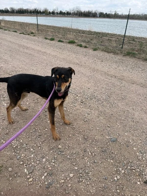 Chartreuse thumbnail 4