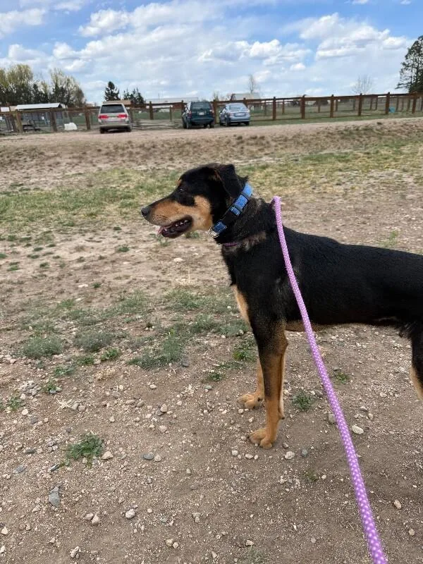 Chartreuse thumbnail 5