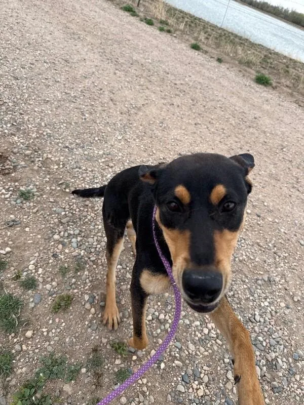 Chartreuse thumbnail 6