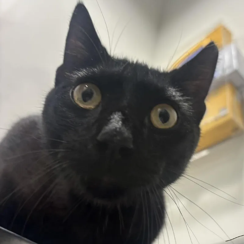 A young medium-sized male Black Domestic Short Hair cat named Samson for adoption in Tampa, FL