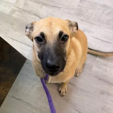 A baby medium-sized female Yellow / Tan / Blond / Fawn Mixed Breed dog named Jacolyn for adoption in Emporia, KS