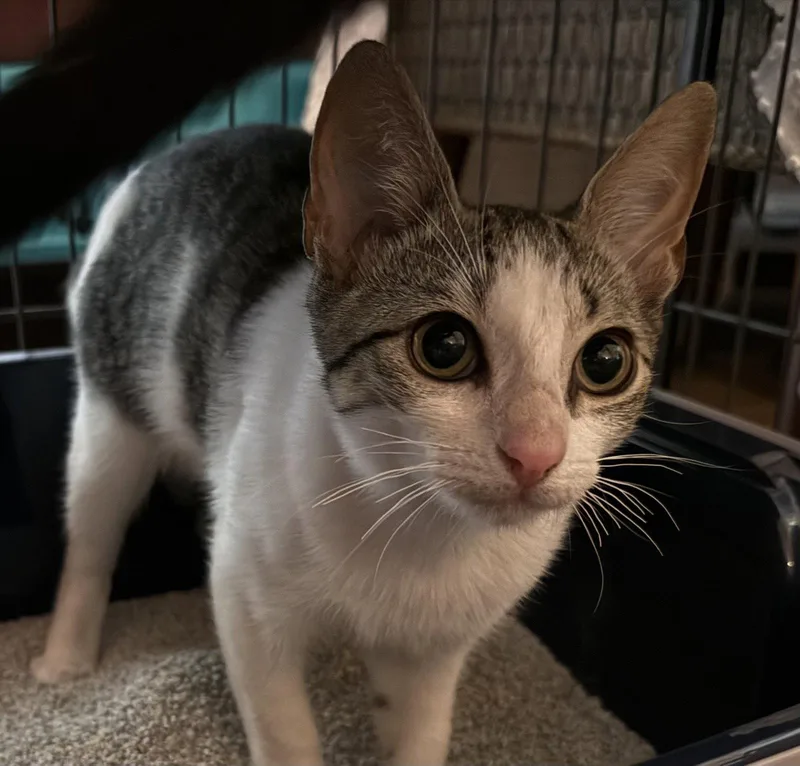 A baby medium-sized female Domestic Short Hair cat named Echo for adoption in Oviedo, FL