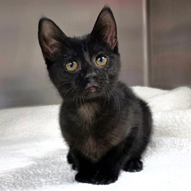 A baby small-sized male Gray / Blue / Silver Domestic Short Hair cat named Fern for adoption in Michigan City, IN