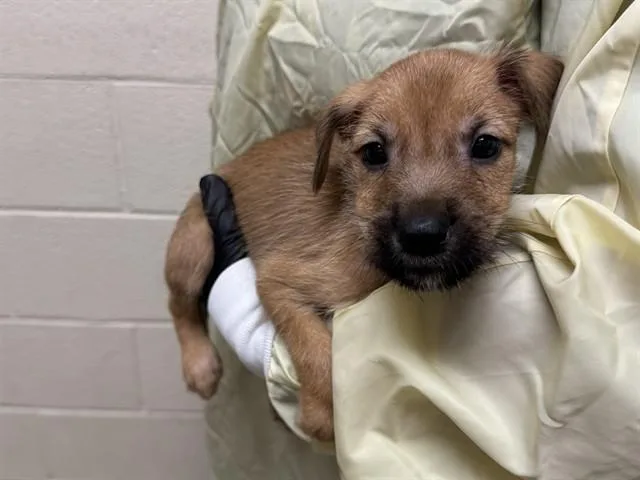 A baby small-sized male Wheaten Terrier dog named Chapstick for adoption in Colorado Springs, CO