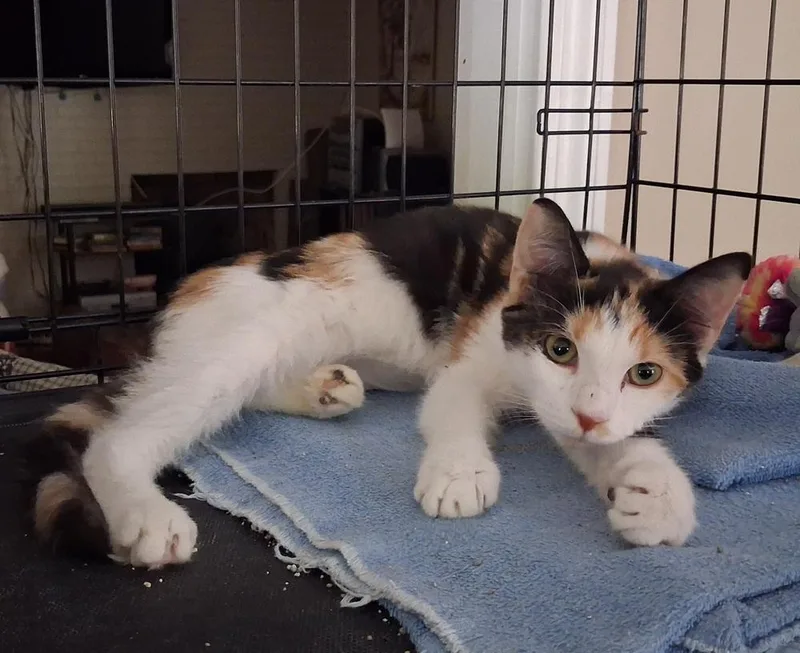 A young medium-sized female Black & White / Tuxedo Domestic Short Hair cat named Fanny for adoption in Greensboro, NC