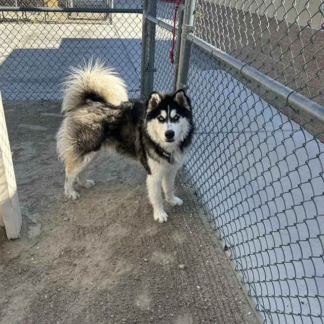 An adult large-sized male Siberian Husky dog named Harry for adoption in Thousand Palms, CA