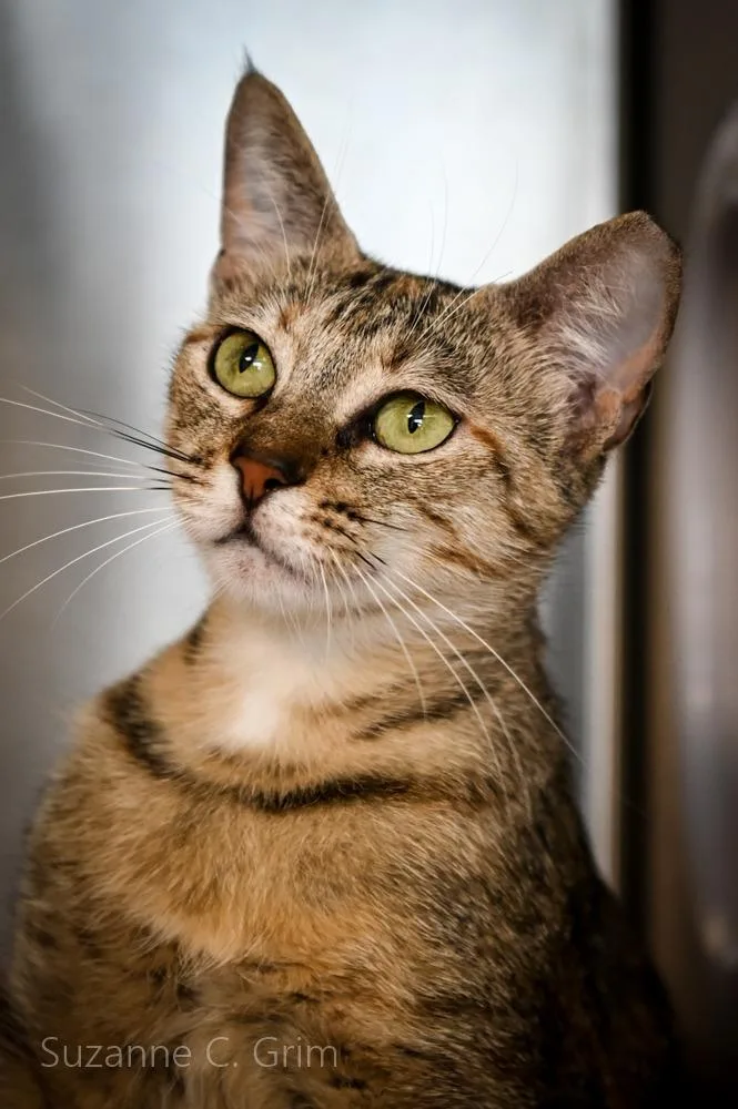 A baby small-sized female Domestic Short Hair cat named Sable for adoption in New Orleans, LA