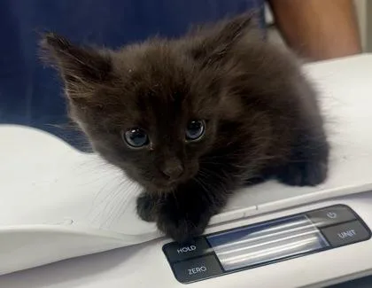 A baby small-sized male Domestic Short Hair cat named Lansing for adoption in Palm Coast, FL