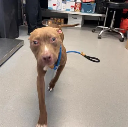 An adult small-sized male Mixed Breed dog named Nitro for adoption in West Chester, PA