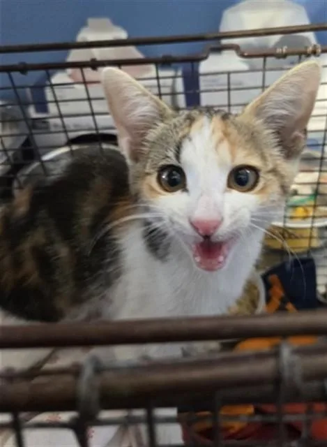 A baby small-sized female Domestic Short Hair cat named Isadora for adoption in San Bernardino, CA
