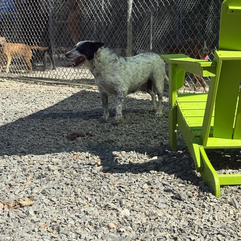An adult medium-sized female Australian Cattle Dog / Blue Heeler dog named Cranberry for adoption in POLKTON, NC