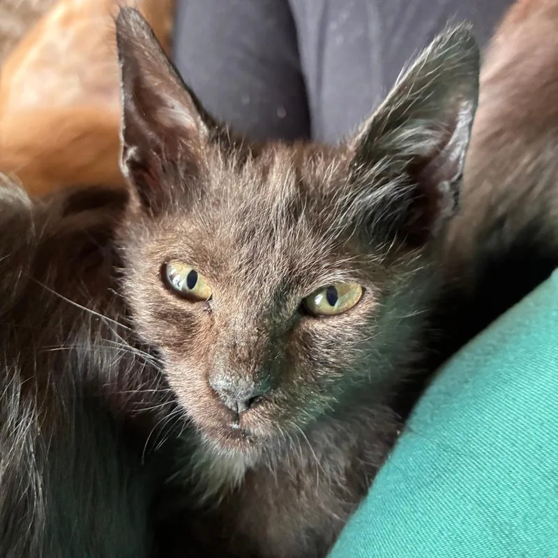 A baby small-sized female Black Domestic Short Hair cat named Windsor for adoption in Saugerties, NY