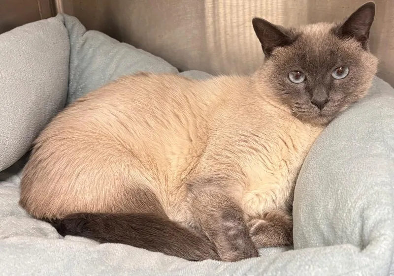 A young medium-sized female Siamese cat named Boo Boo for adoption in Greeneville, TN