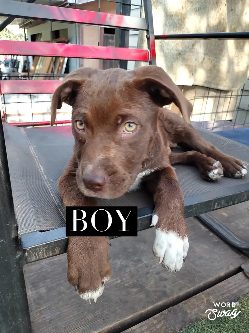 A young medium-sized male Brown / Chocolate Labrador Retriever dog named Chic lab mix pup for adoption in canyon lake, TX