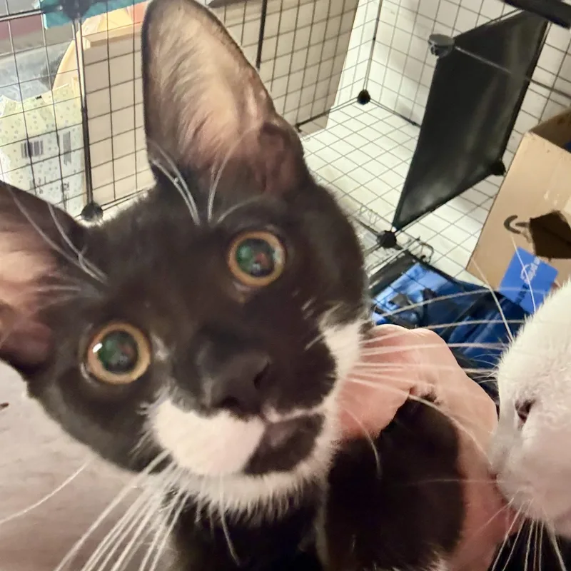 A baby medium-sized male Black & White / Tuxedo Tuxedo cat named Rudy L for adoption in New York, NY