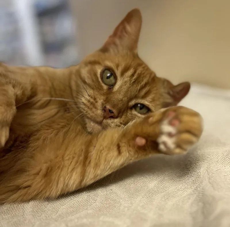 An adult medium-sized female Orange / Red Domestic Short Hair cat named Plumette  A lovebug for adoption in Austin, TX