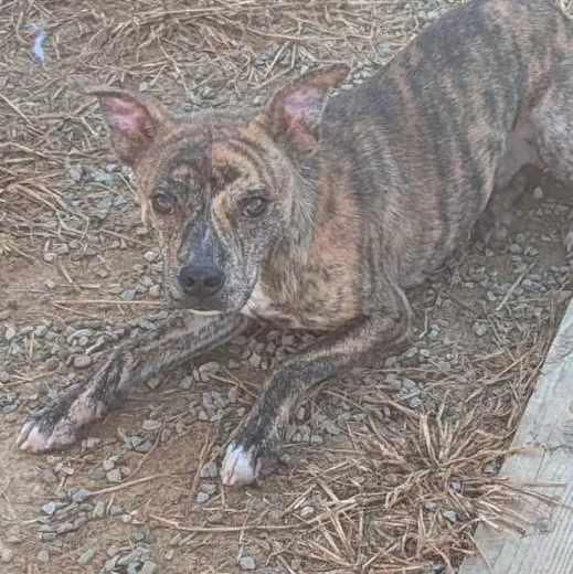 A baby small-sized male Mixed Breed dog named Beckett for adoption in Lexington, KY