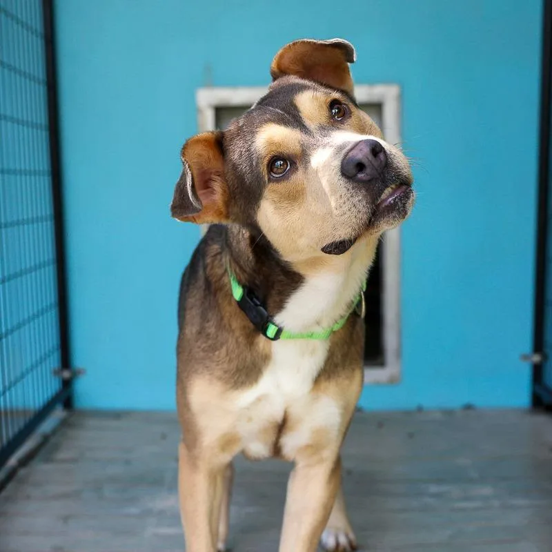An adult large-sized male Gray / Blue / Silver Mixed Breed dog named Alexander for adoption in Bradenton, FL