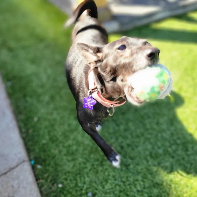 An adult small-sized male Black Chihuahua dog named Tito for adoption in San Francisco, CA