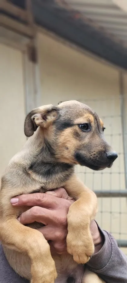 A baby small-sized male Mixed Breed dog named Arlo for adoption in Santa Paula, CA