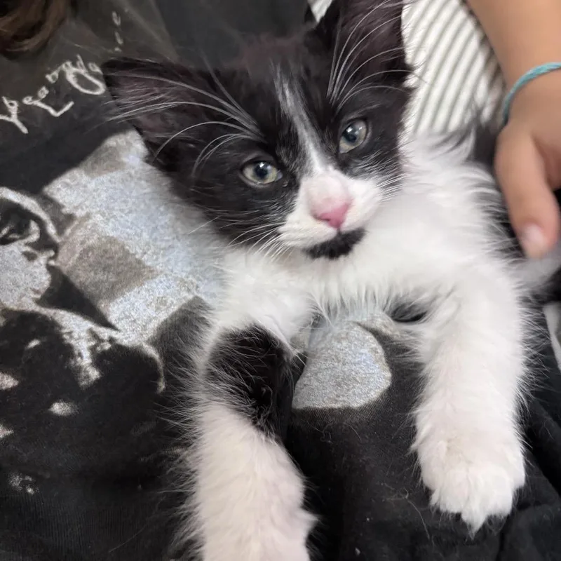 A baby small-sized male Black Domestic Long Hair cat named Gumball for adoption in Long Beach, CA