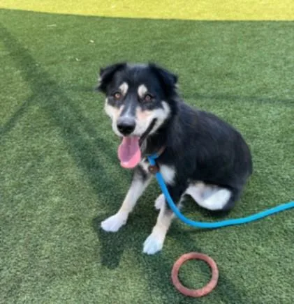 A young medium-sized female German Shepherd Dog dog named Luna for adoption in Los Angeles, CA