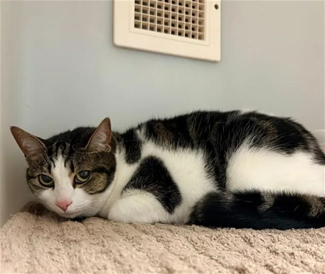 An adult medium-sized female Domestic Short Hair cat named Ronie for adoption in Statesville, NC