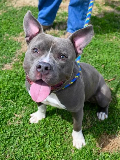 An adult large-sized male Mixed Breed dog named Toggle for adoption in Chamblee, GA