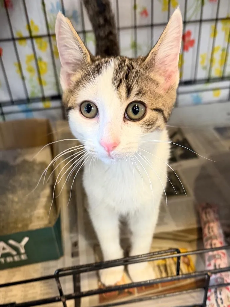 A baby medium-sized male Domestic Short Hair cat named Fountain Pen for adoption in Cincinnati, OH