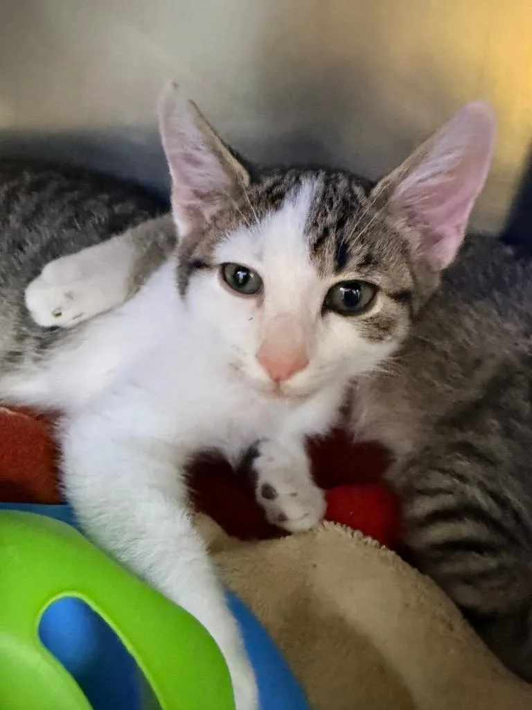 Fountain Pen thumbnail 2