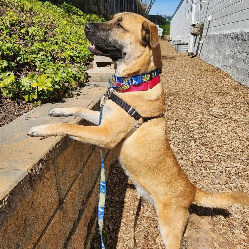 Mortimer thumbnail 5