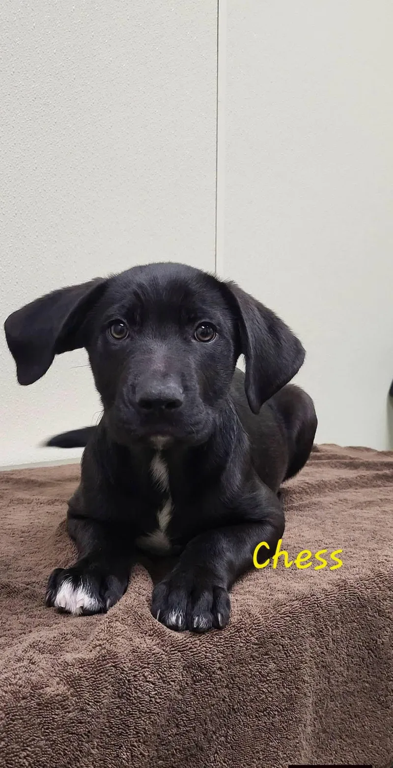 A baby medium-sized male Black Mixed Breed dog named Chess for adoption in Marion, MS