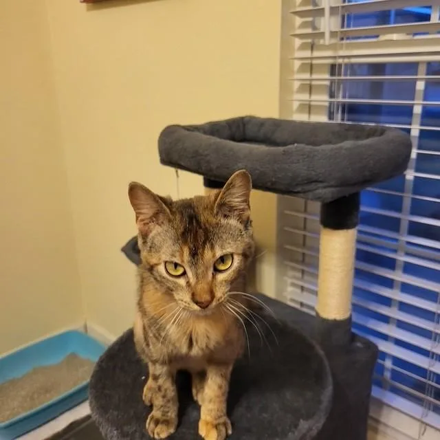 An adult medium-sized female Domestic Short Hair cat named Claire Pearl for adoption in Stillwater, OK
