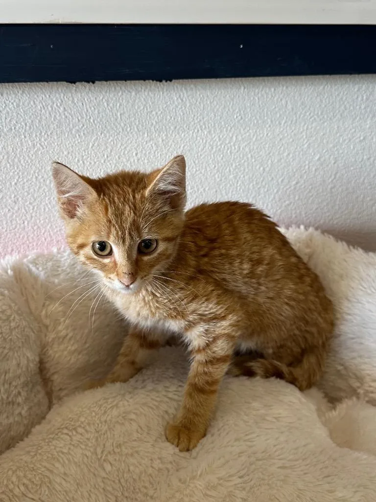 A baby small-sized male Domestic Short Hair cat named Howden for adoption in Newberg, OR