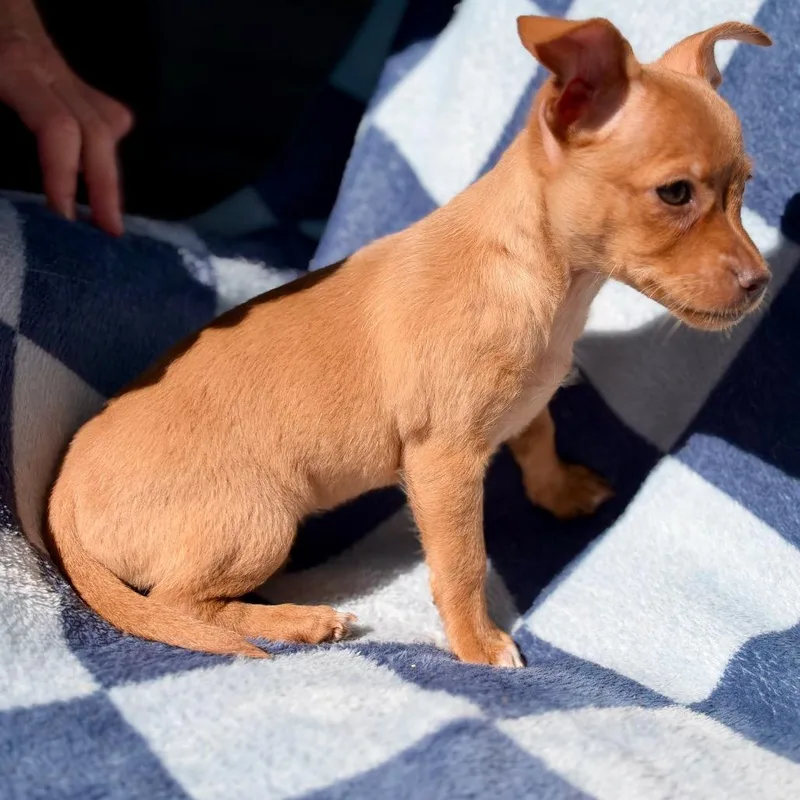 A baby small-sized female Golden Chihuahua dog named Butters for adoption in West Richland, WA