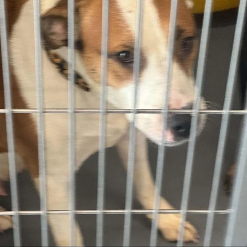 An adult medium-sized female Shepherd dog named Sunflower for adoption in Kingman, AZ