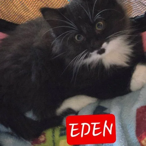 Eden thumbnail 2