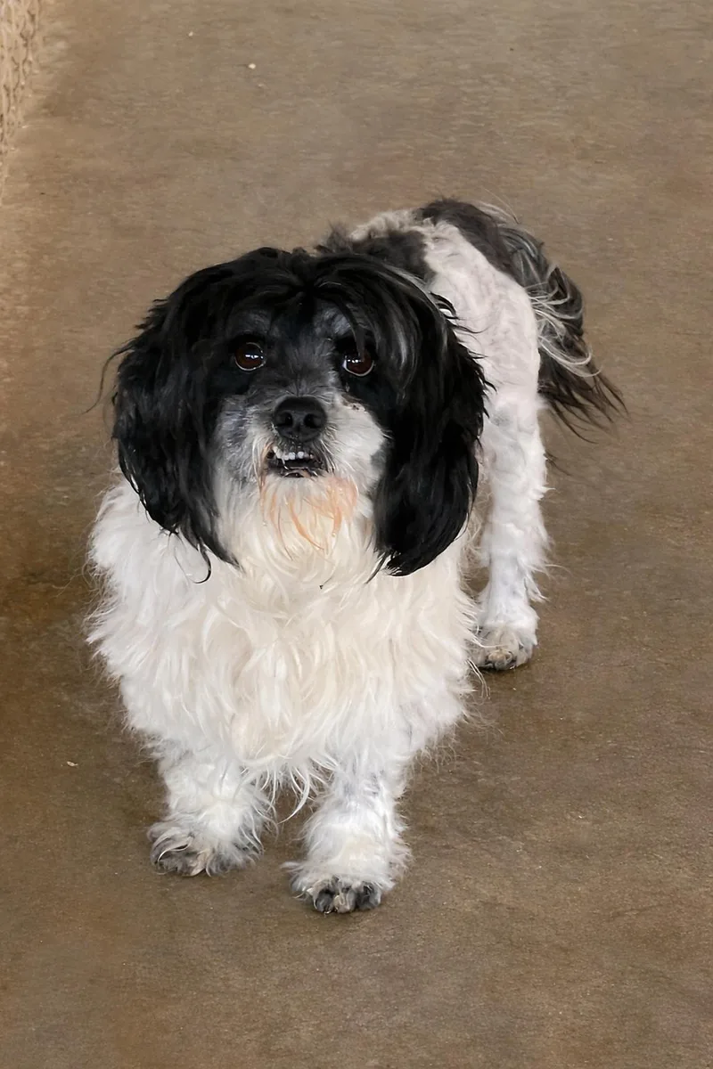 An adult small-sized male Black Mixed Breed dog named Wampa for adoption in Lacon, IL