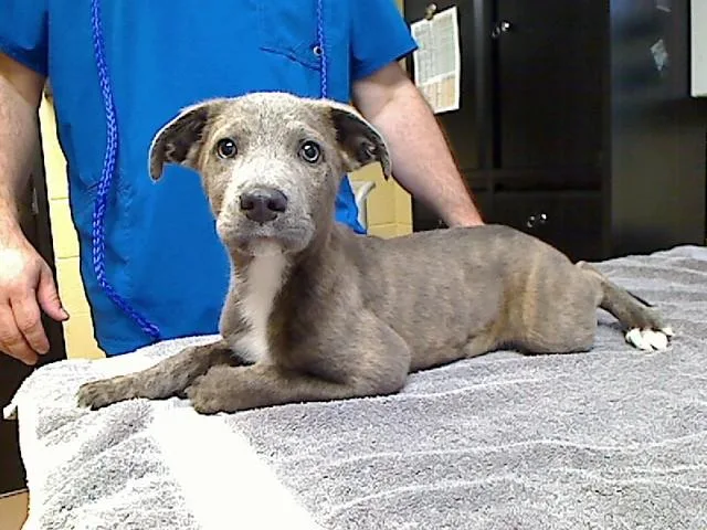 A baby large-sized female Pit Bull Terrier dog named Cuddles for adoption in Cookeville, TN