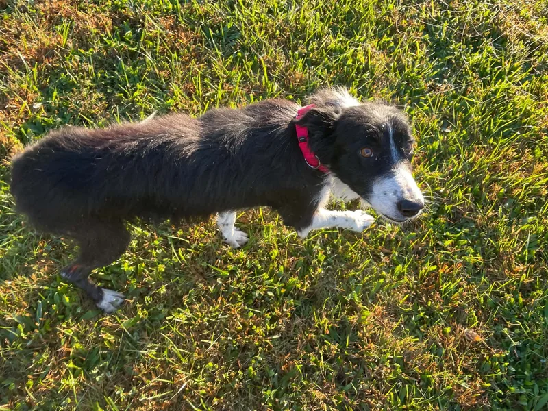 An adult medium-sized male Black Border Collie dog named Laddie for adoption in Seymour, IN