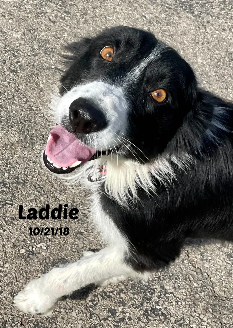 Laddie thumbnail 2