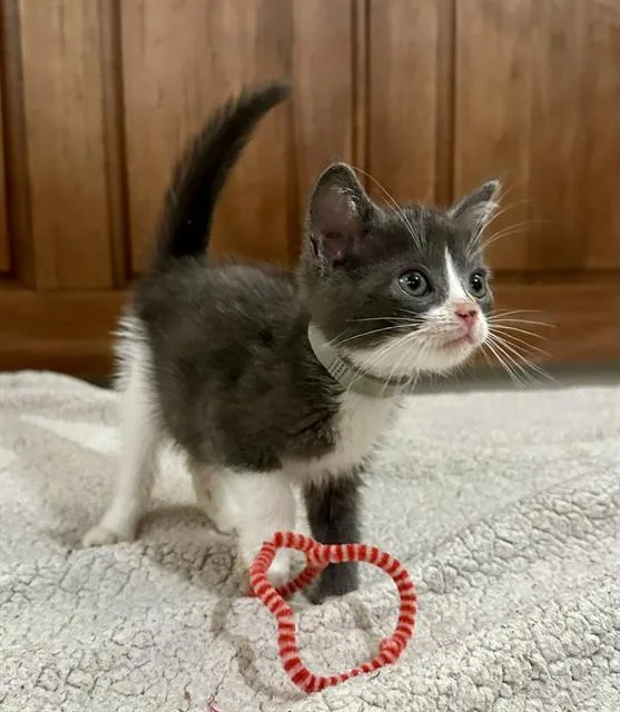 Herbert