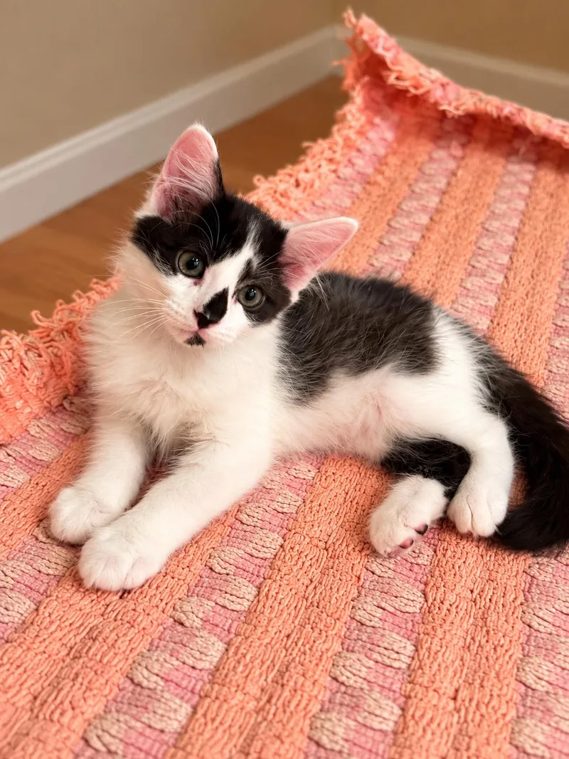 A baby medium-sized male Tuxedo cat named Mittens Napa for adoption in Napa, CA
