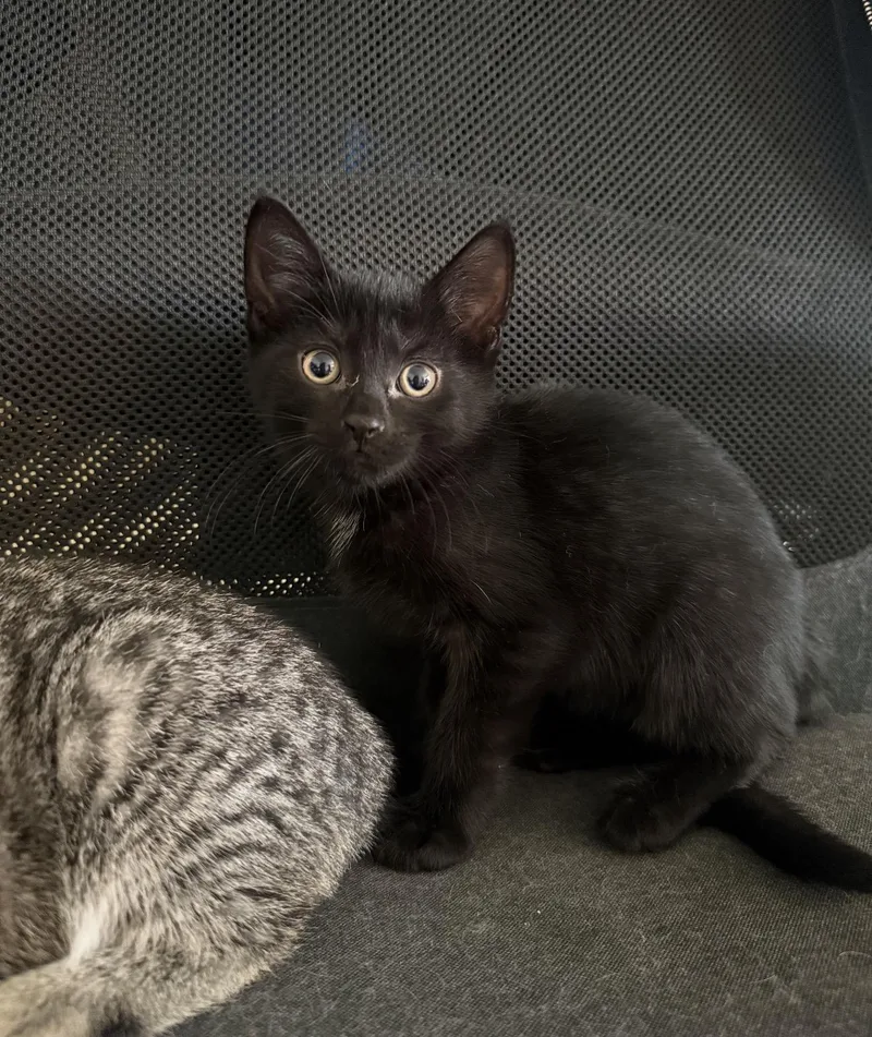 A young medium-sized female Black Domestic Short Hair cat named Luna for adoption in Nutley, NJ