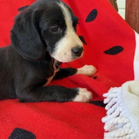 Sushi Style thumbnail 2