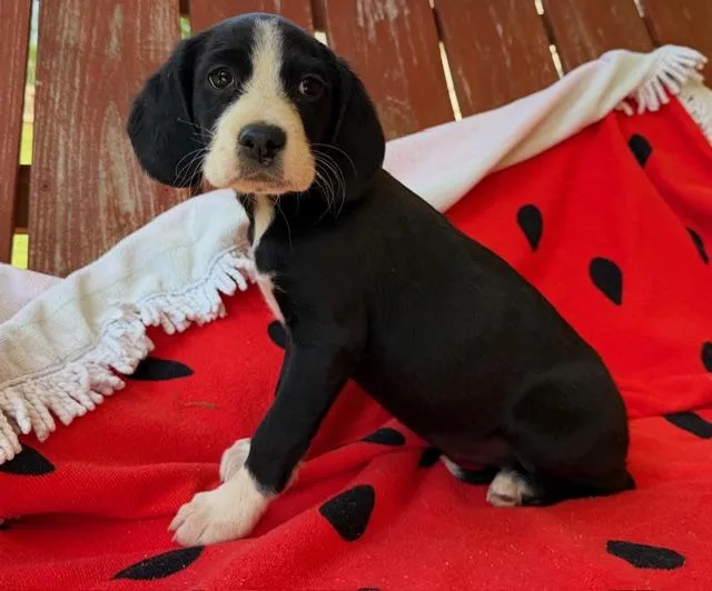 Sushi Style thumbnail 3