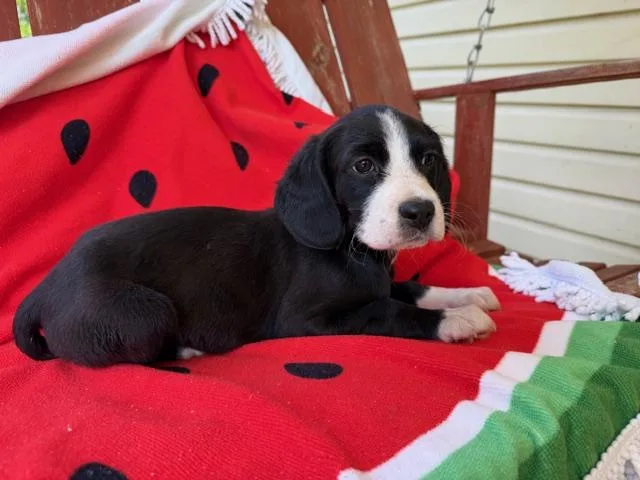 Sushi Style thumbnail 4