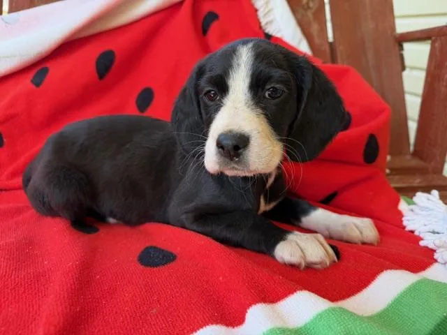 Sushi Style thumbnail 5