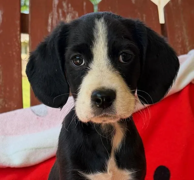 A baby medium-sized female Black Cocker Spaniel dog named Sushi Style for adoption in Andover, MA